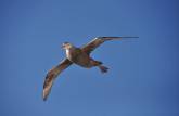 Um Southern Giant Petrel (Petrel Gigante) voa sobre o Sea Spirit um dia antes de chegarmos às Ilhas Malvinas